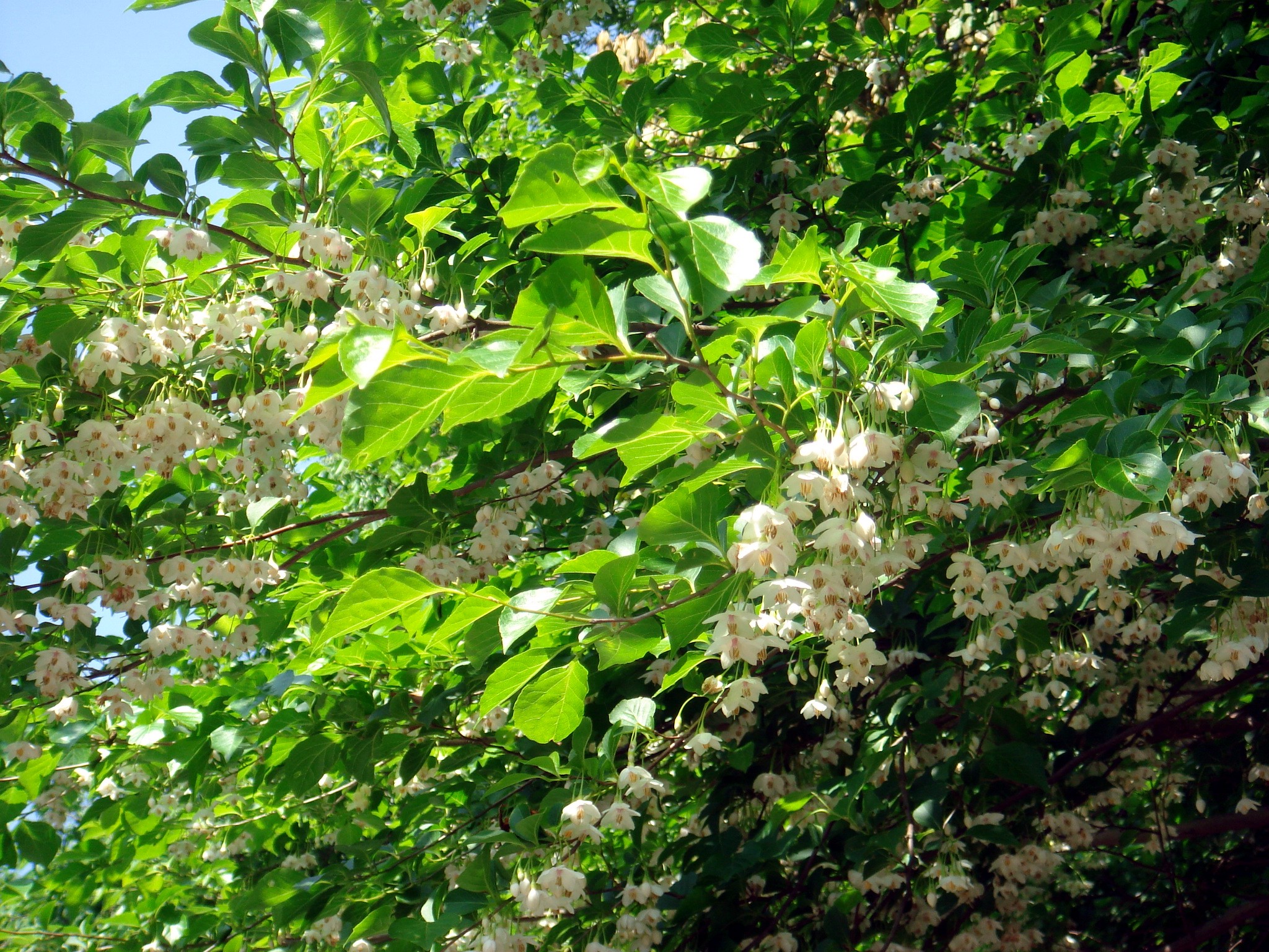 Styrax japonicus Siebold & Zuccarini